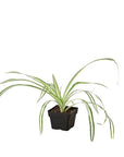 Reverse Spider Plant Live Indoor Plant (Chlorophytum comosum), Easy Care Houseplant for Home and Office Decor