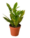 Croton 'Gold Dust' Live Indoor Plant (Codiaeum variegatum), Easy Care Colorful Foliage Houseplant for Home and Office Decor