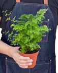 Maidenhair Fern Live Indoor Plant (Adiantum), Easy Care Delicate Fern Houseplant for Home and Office Decor