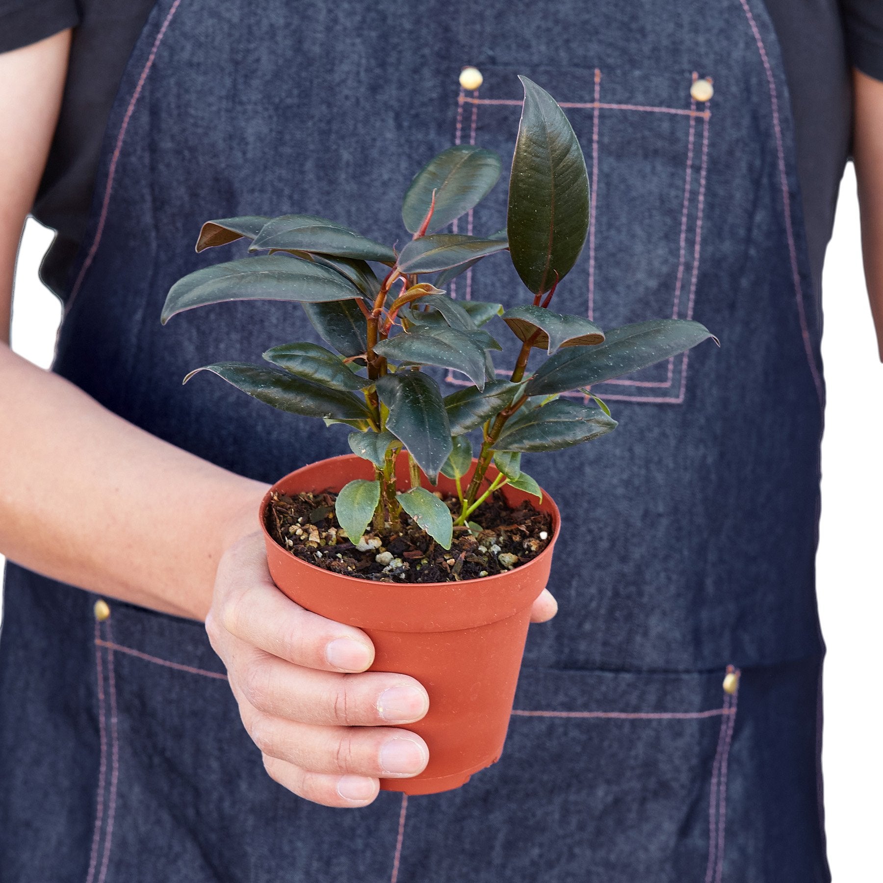 Burgundy Rubber Plant Live Indoor Plant (Ficus elastica), Easy Care Statement Foliage Houseplant for Home and Office Decor
