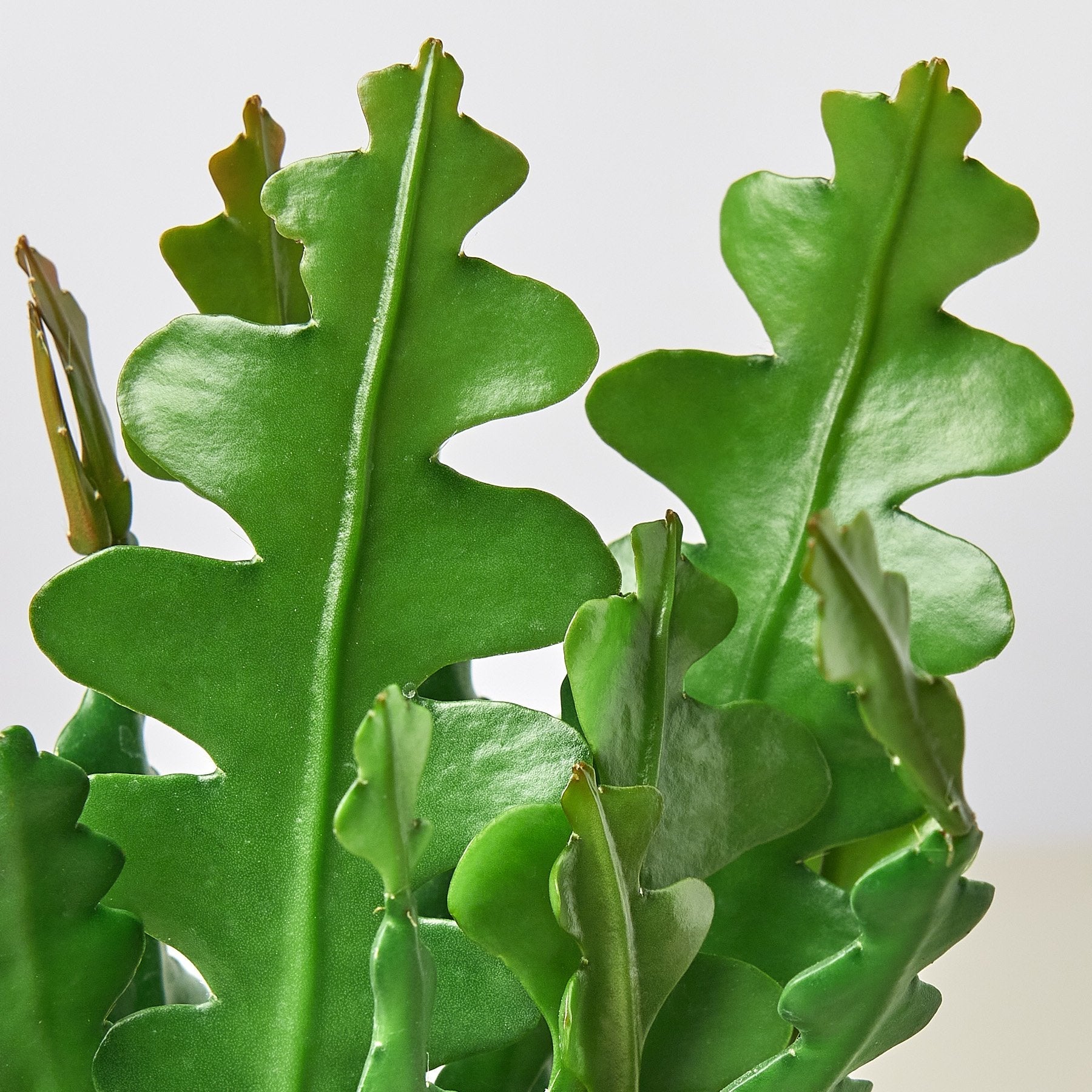 Ric Rac Cactus Live Indoor Plant (Selenicereus anthonyanus), Easy Care Trailing Fishbone Houseplant for Home and Office Decor