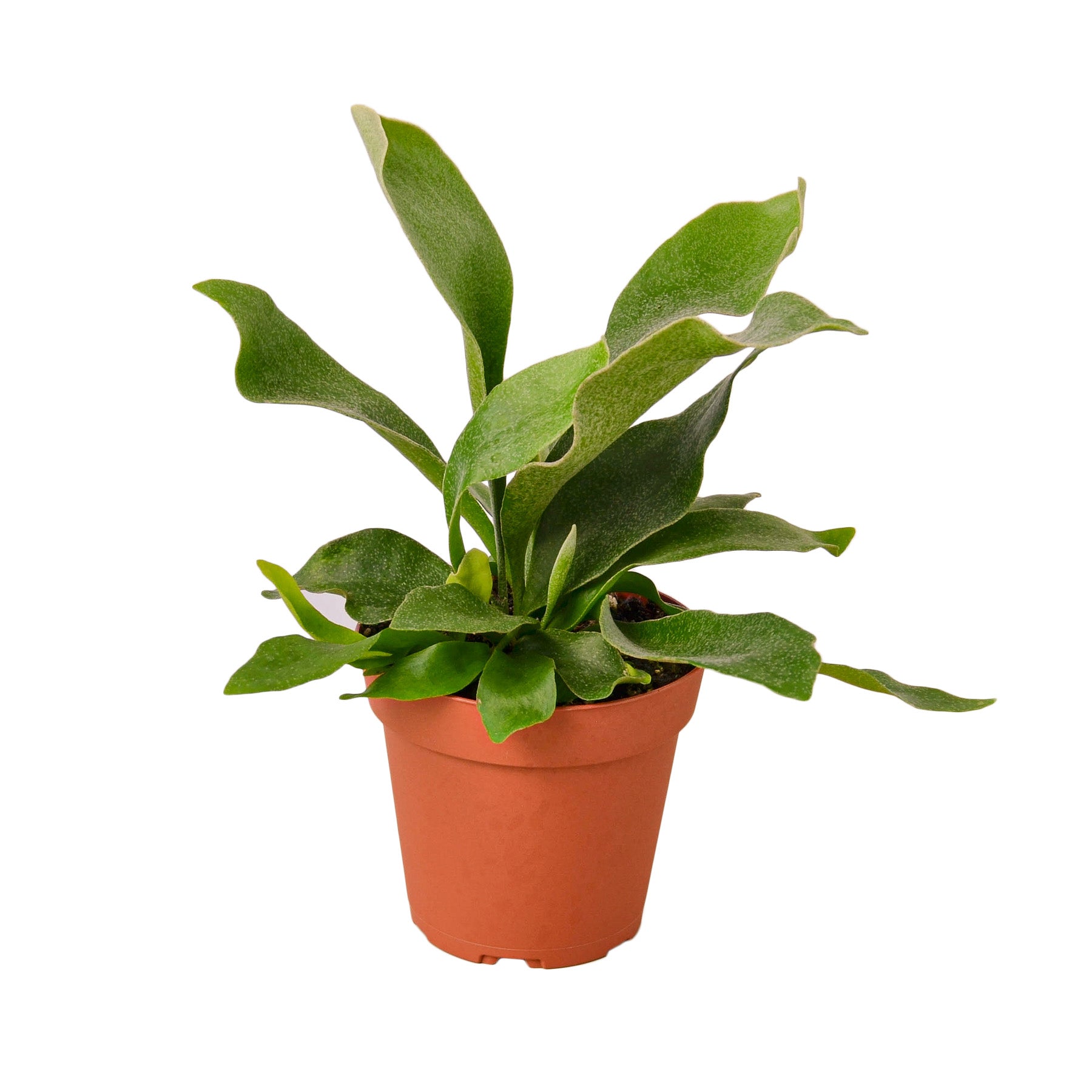 Staghorn Fern Live Indoor Plant (Platycerium), Easy Care Mountable Fern Houseplant for Home and Office Decor