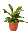 Staghorn Fern Live Indoor Plant (Platycerium), Easy Care Mountable Fern Houseplant for Home and Office Decor