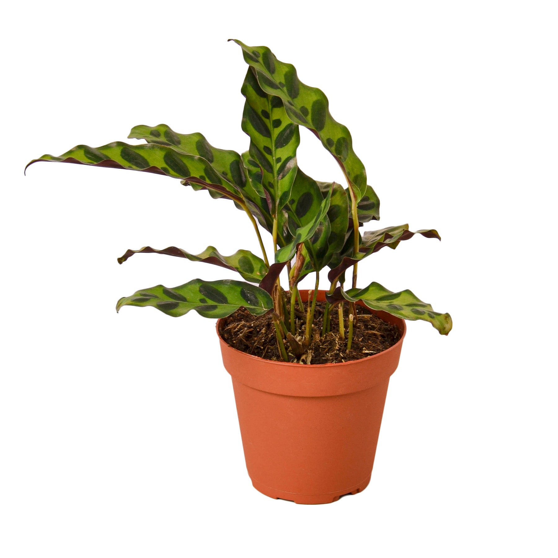 Calathea 'Rattlesnake' Live Indoor Plant (Goeppertia insignis), Easy Care Tropical Foliage Houseplant for Home and Office Decor