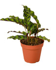 Calathea 'Rattlesnake' Live Indoor Plant (Goeppertia insignis), Easy Care Tropical Foliage Houseplant for Home and Office Decor
