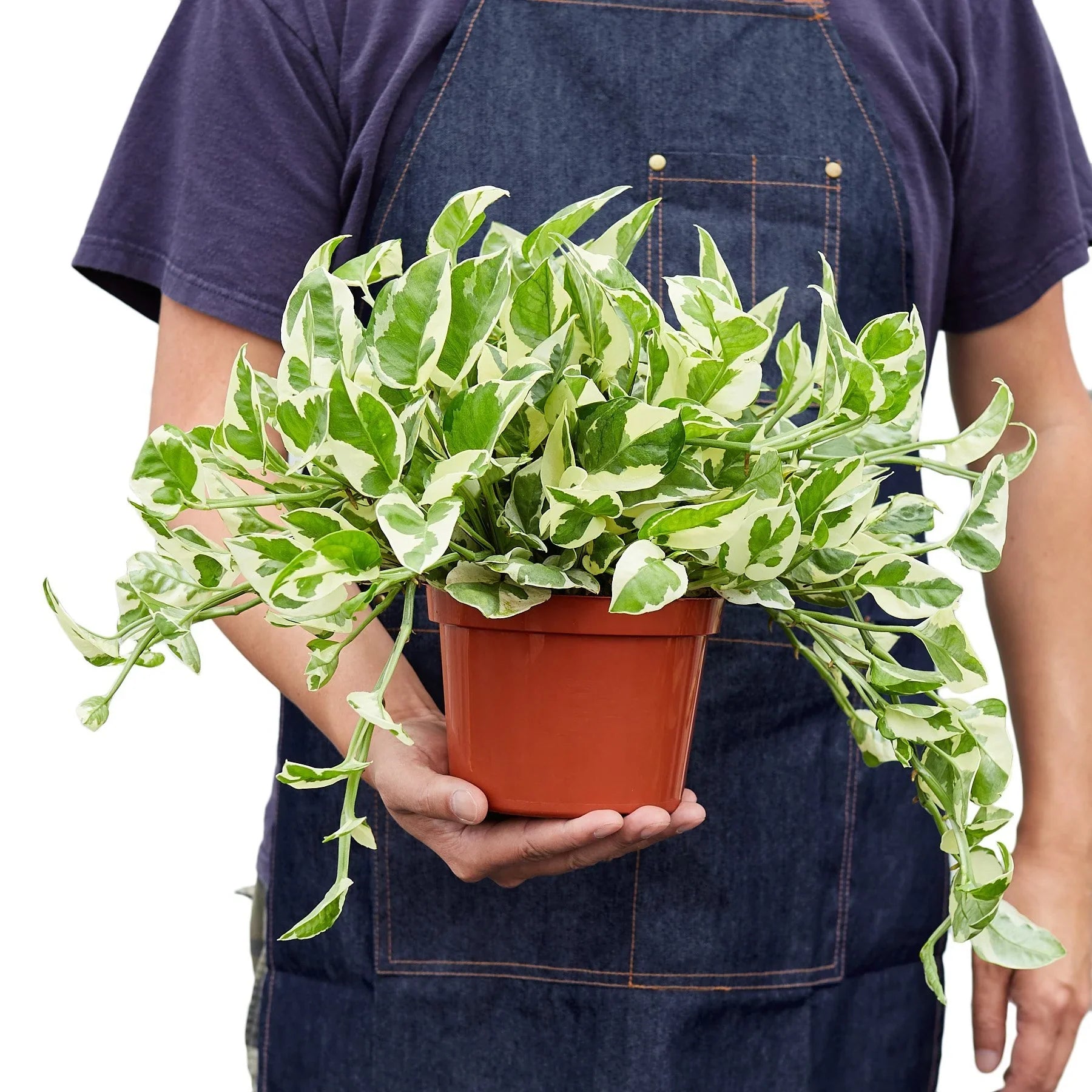 Pothos 'N'Joy' Live Indoor Plant (Epipremnum aureum), Easy Care Trailing Houseplant for Home and Office Decor