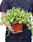 Pothos 'N'Joy' Live Indoor Plant (Epipremnum aureum), Easy Care Trailing Houseplant for Home and Office Decor