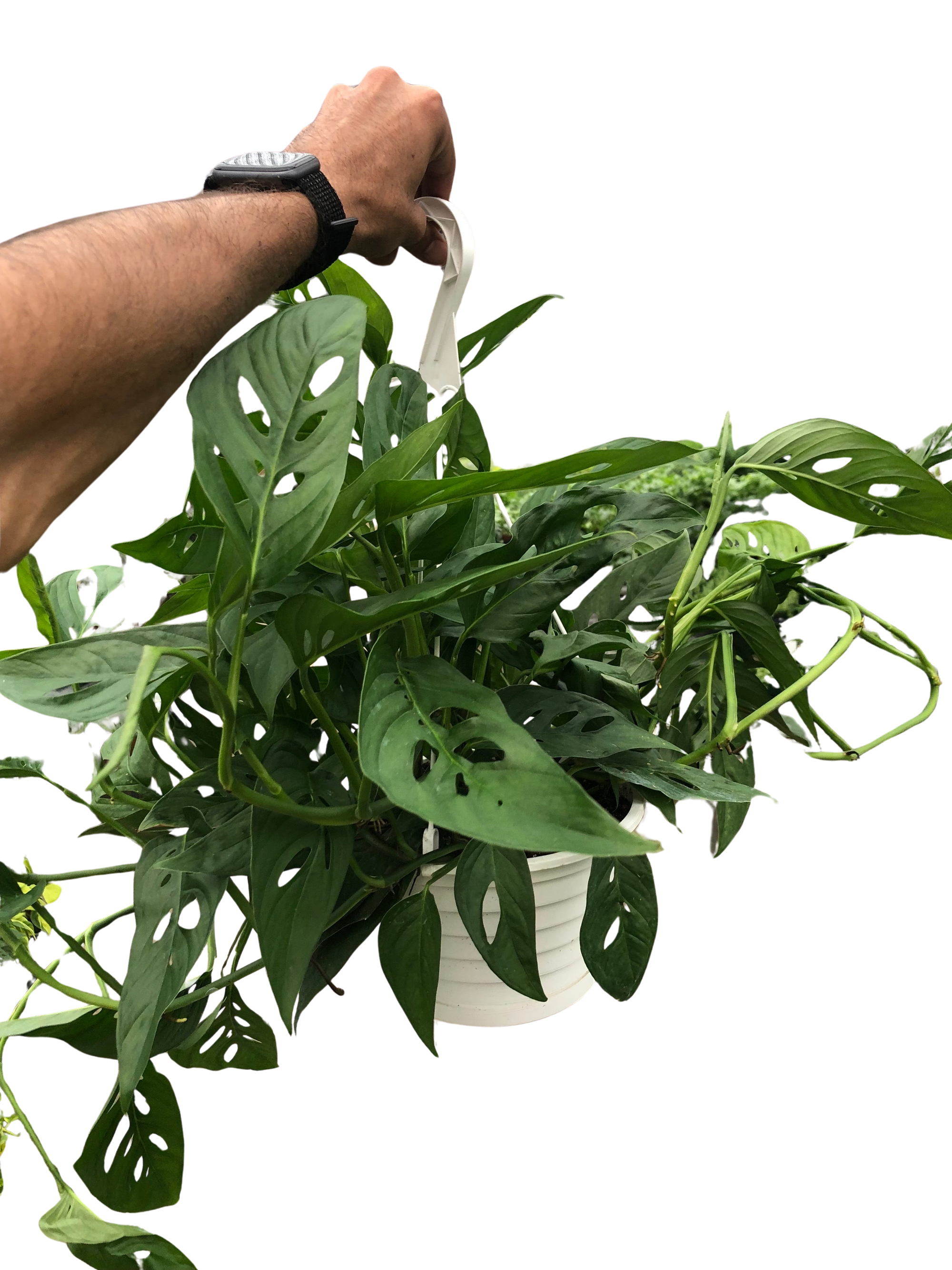 Swiss Cheese Plant Monstera Adansonii Live Indoor Plant (Monstera adansonii), Easy Care Climbing Trailing Houseplant for Home and Office Decor