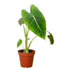 Alocasia Micholitziana 'Frydek'