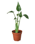 Alocasia 'Tiny Dancer' - 4" Pot