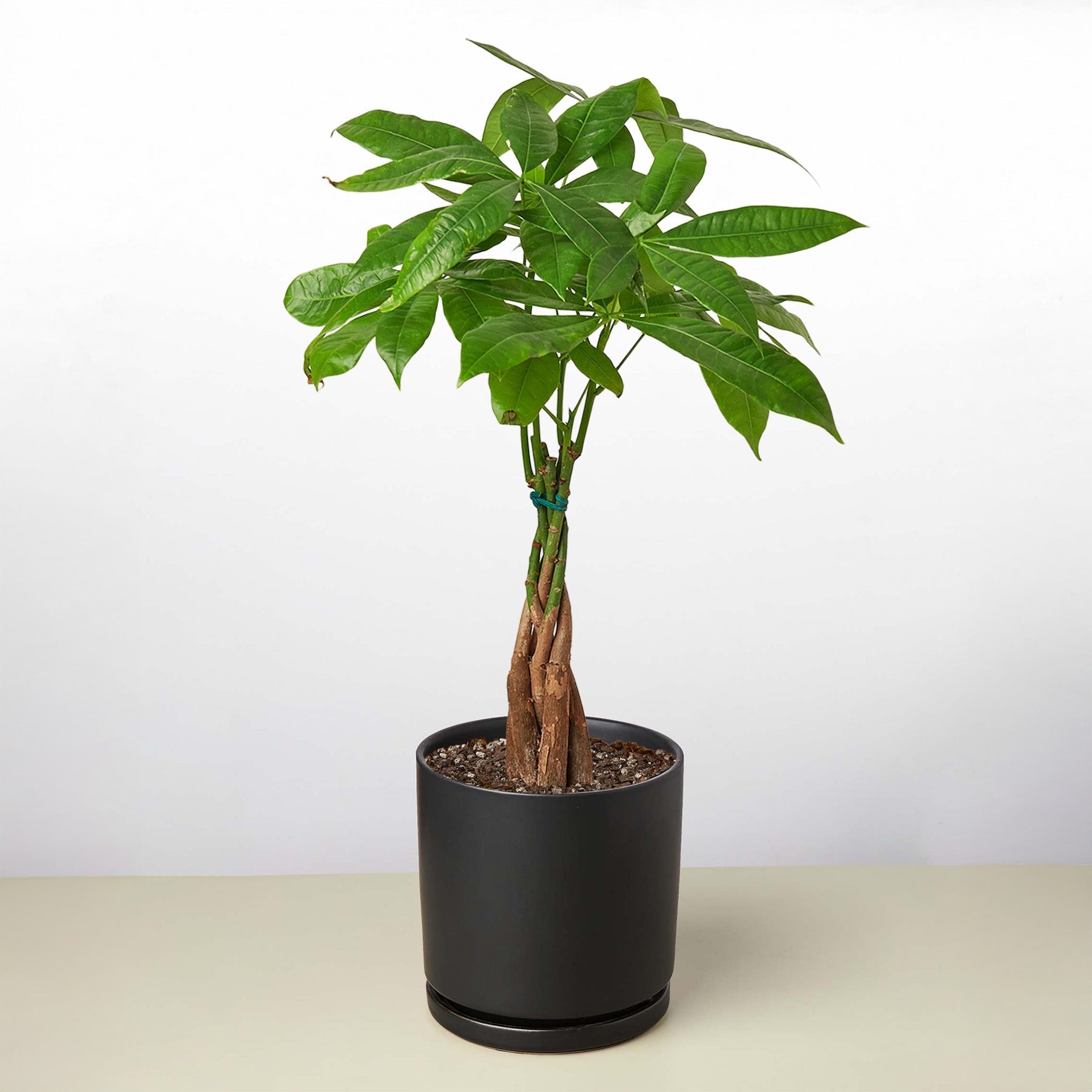 Money Tree Pachira Braid Live Indoor Plant (Pachira aquatica), Easy Care Braided Trunk Houseplant for Home and Office Decor