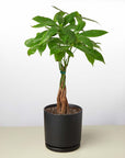Money Tree Pachira Braid Live Indoor Plant (Pachira aquatica), Easy Care Braided Trunk Houseplant for Home and Office Decor