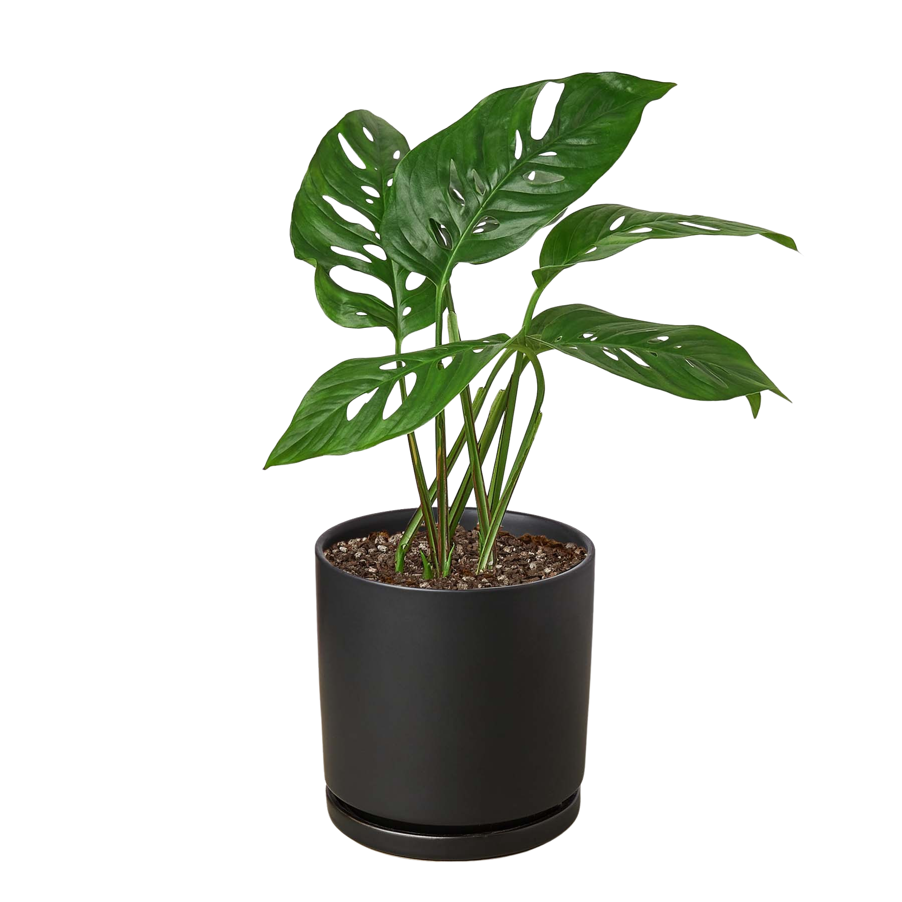 Swiss Cheese Plant Monstera Adansonii Live Indoor Plant (Monstera adansonii), Easy Care Climbing Trailing Houseplant for Home and Office Decor