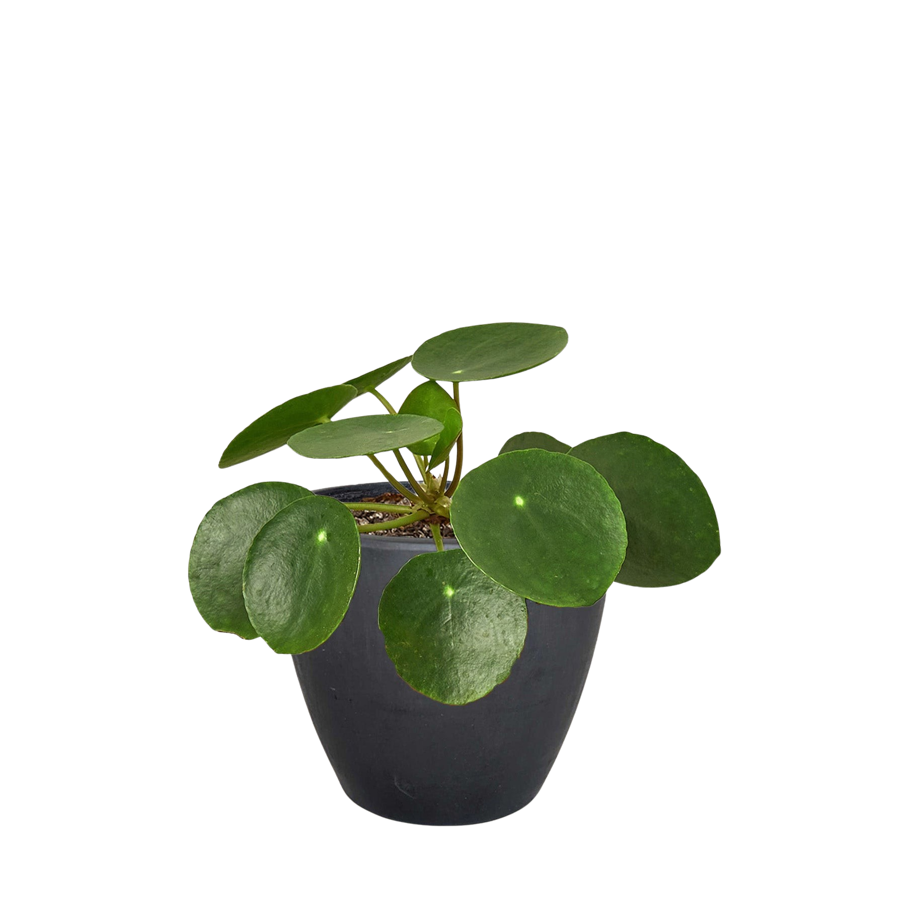 Pilea Peperomioides Chinese Money Plant Live Indoor Plant (Pilea peperomioides), Easy Care Houseplant for Home and Office Decor
