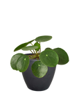 Pilea Peperomioides Chinese Money Plant Live Indoor Plant (Pilea peperomioides), Easy Care Houseplant for Home and Office Decor