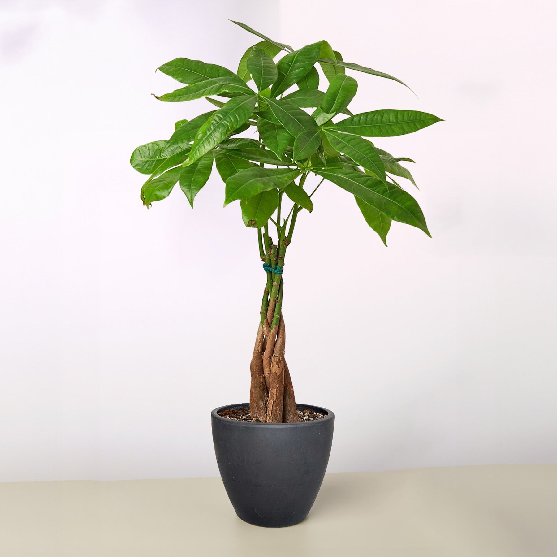 Money Tree Pachira Braid Live Indoor Plant (Pachira aquatica), Easy Care Braided Trunk Houseplant for Home and Office Decor