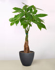 Money Tree Pachira Braid Live Indoor Plant (Pachira aquatica), Easy Care Braided Trunk Houseplant for Home and Office Decor