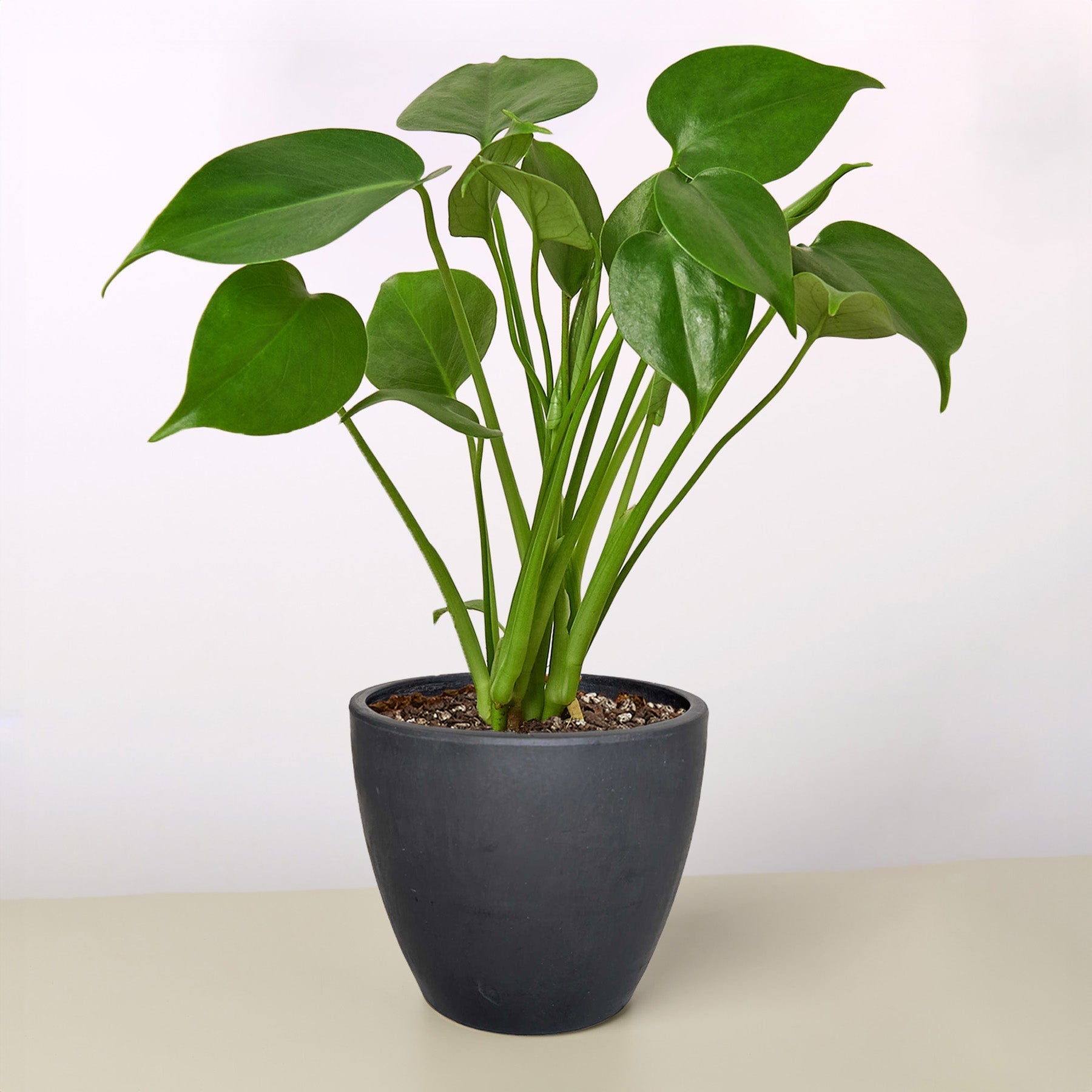 Split-Leaf Monstera Deliciosa Live Indoor Plant (Monstera deliciosa), Easy Care Climbing Statement Houseplant for Home and Office Decor