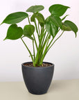 Split-Leaf Monstera Deliciosa Live Indoor Plant (Monstera deliciosa), Easy Care Climbing Statement Houseplant for Home and Office Decor