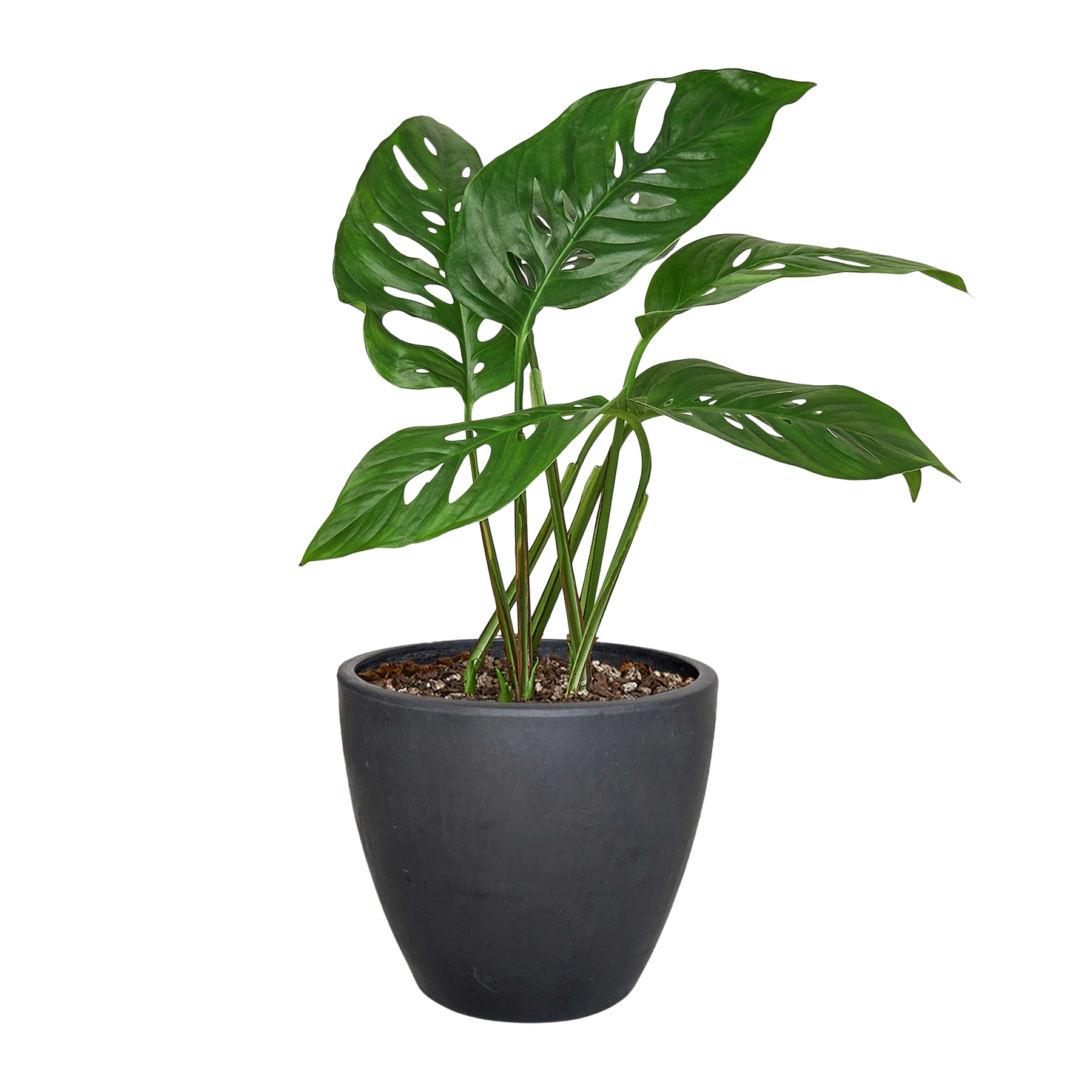 Swiss Cheese Plant Monstera Adansonii Live Indoor Plant (Monstera adansonii), Easy Care Climbing Trailing Houseplant for Home and Office Decor