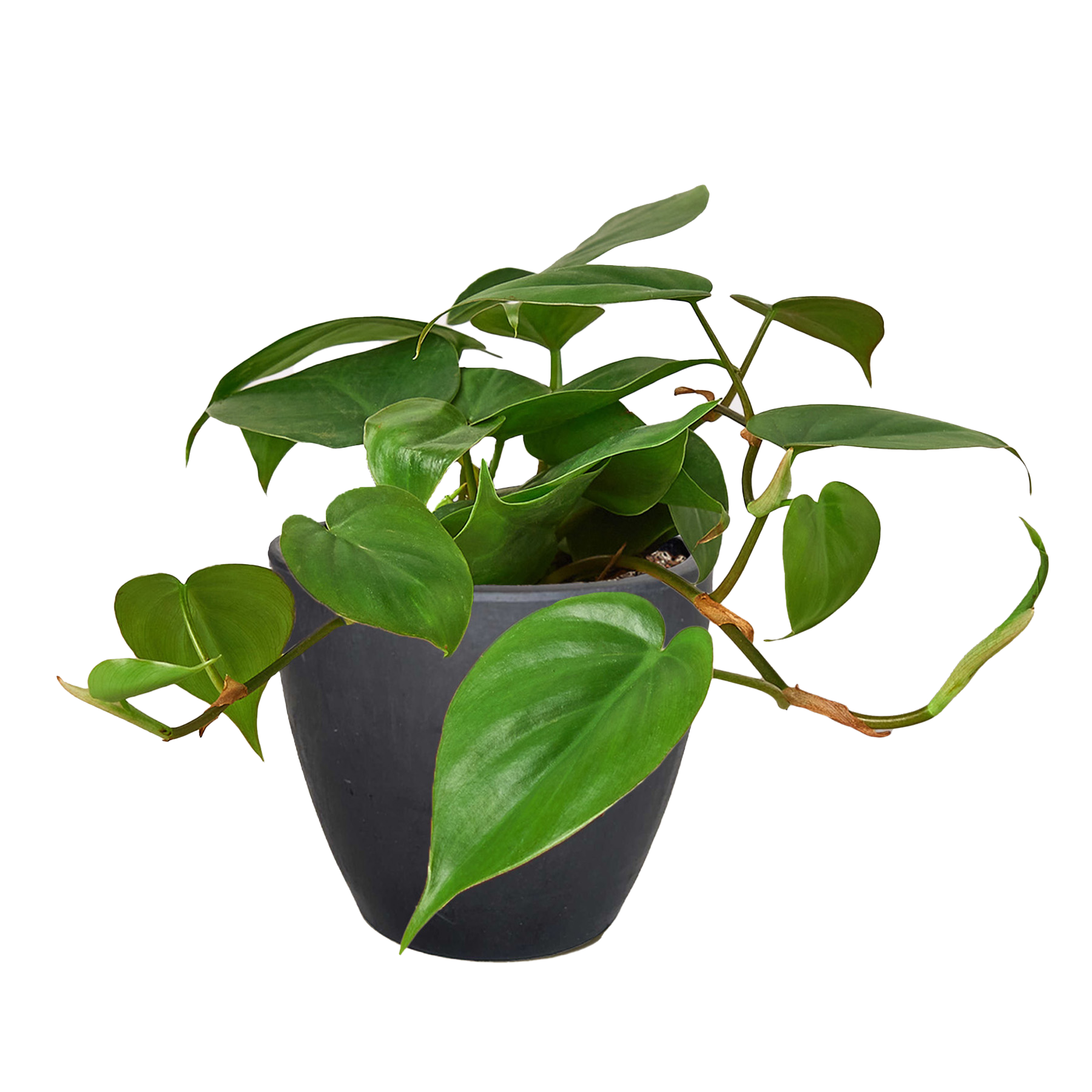 Heartleaf Philodendron Cordatum Live Indoor Plant (Philodendron hederaceum), Easy Care Trailing Houseplant for Home and Office Decor