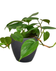 Heartleaf Philodendron Cordatum Live Indoor Plant (Philodendron hederaceum), Easy Care Trailing Houseplant for Home and Office Decor