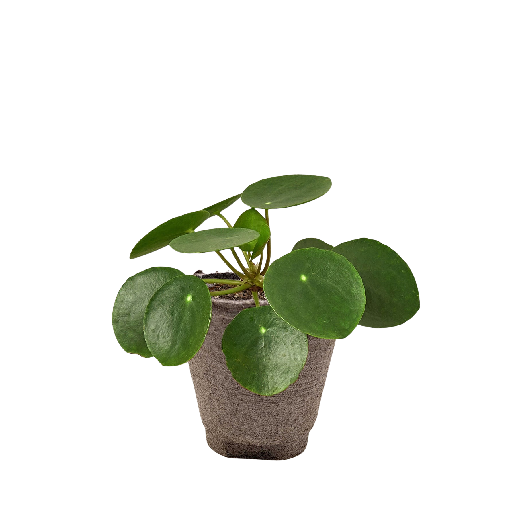 Pilea Peperomioides Chinese Money Plant Live Indoor Plant (Pilea peperomioides), Easy Care Houseplant for Home and Office Decor