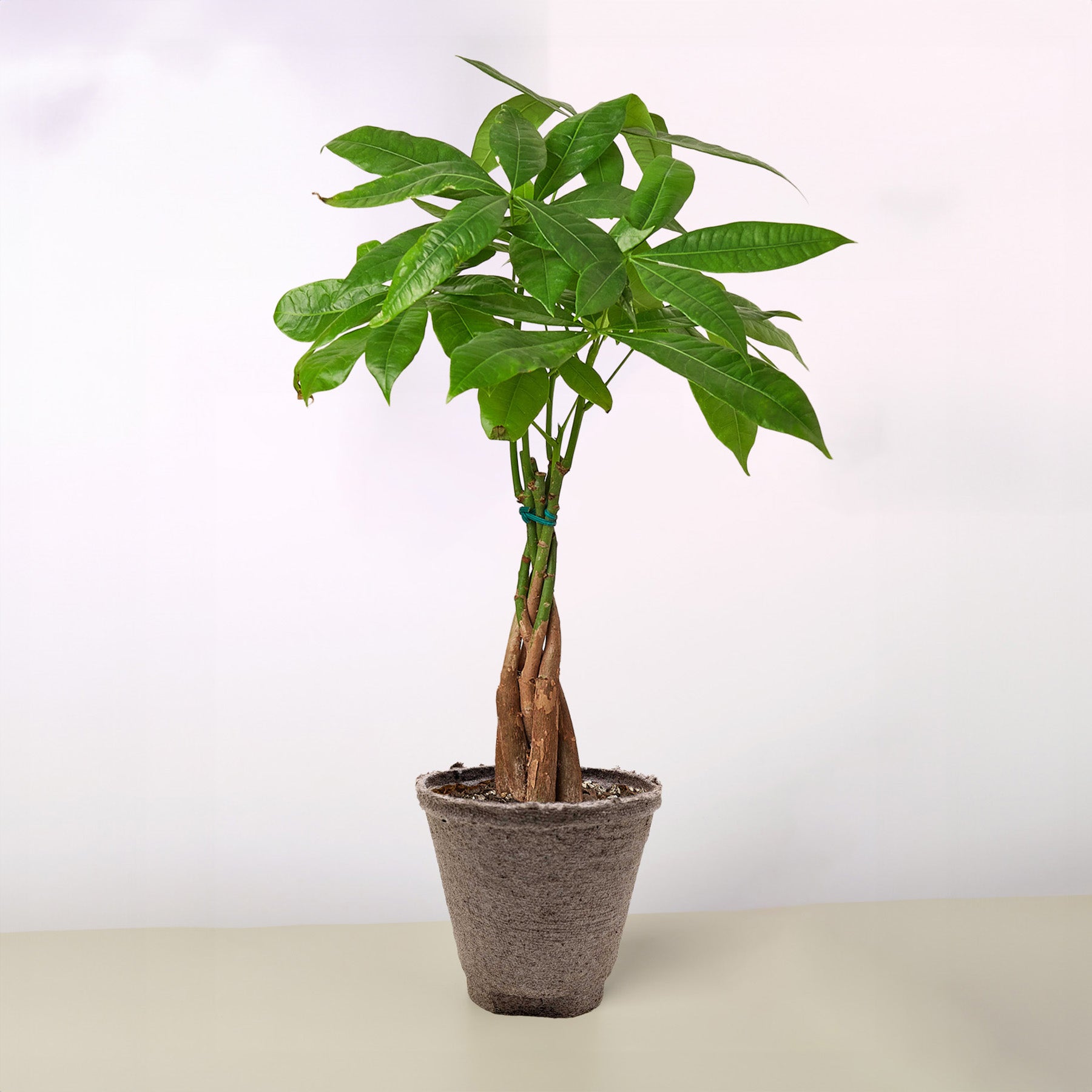 Money Tree Pachira Braid Live Indoor Plant (Pachira aquatica), Easy Care Braided Trunk Houseplant for Home and Office Decor