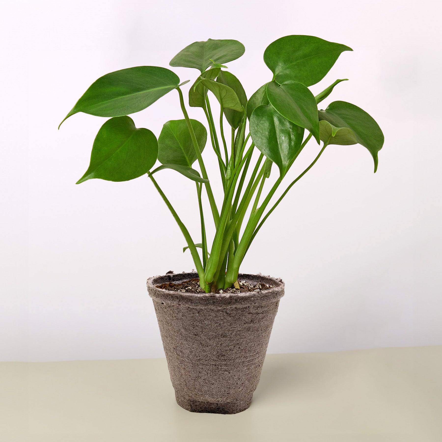 Split-Leaf Monstera Deliciosa Live Indoor Plant (Monstera deliciosa), Easy Care Climbing Statement Houseplant for Home and Office Decor