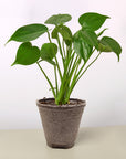 Split-Leaf Monstera Deliciosa Live Indoor Plant (Monstera deliciosa), Easy Care Climbing Statement Houseplant for Home and Office Decor