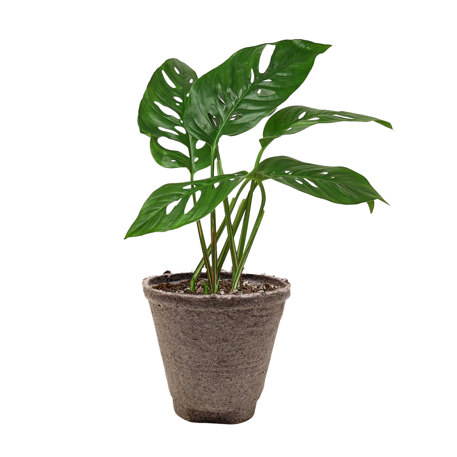 Swiss Cheese Plant Monstera Adansonii Live Indoor Plant (Monstera adansonii), Easy Care Climbing Trailing Houseplant for Home and Office Decor