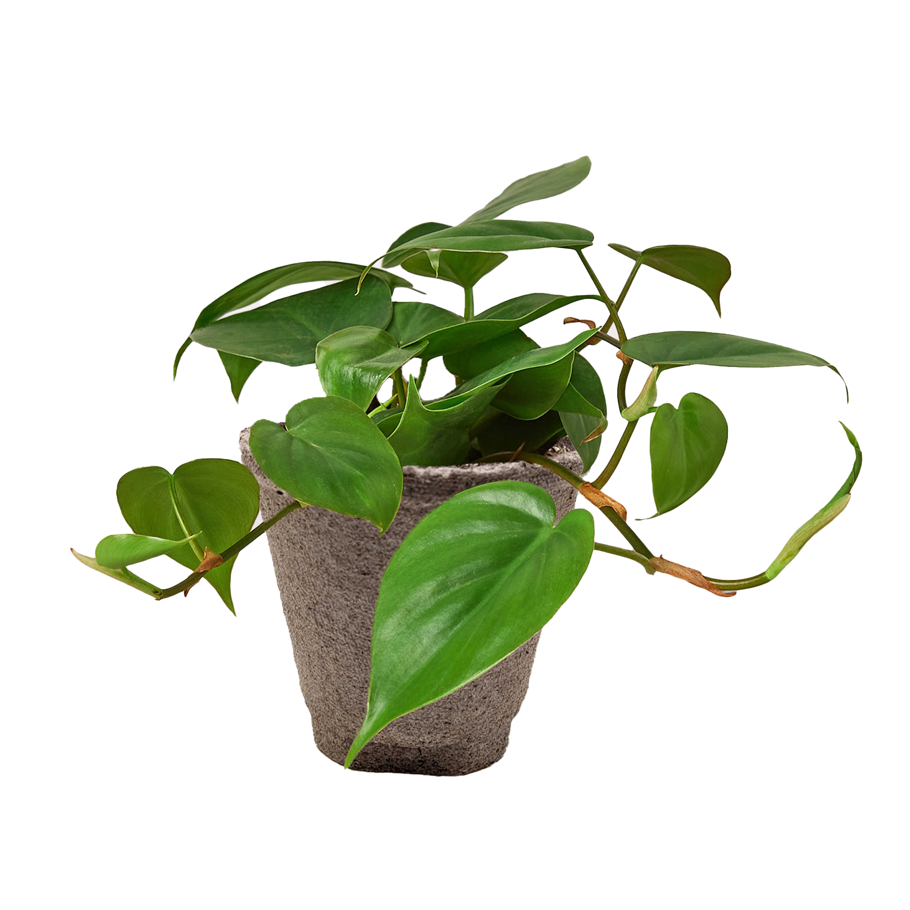 Heartleaf Philodendron Cordatum Live Indoor Plant (Philodendron hederaceum), Easy Care Trailing Houseplant for Home and Office Decor