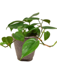 Heartleaf Philodendron Cordatum Live Indoor Plant (Philodendron hederaceum), Easy Care Trailing Houseplant for Home and Office Decor