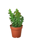 Ric Rac Cactus Live Indoor Plant (Selenicereus anthonyanus), Easy Care Trailing Fishbone Houseplant for Home and Office Decor