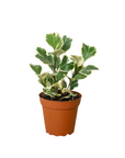 Variegated Triangularis Rubber Plant Live Indoor Plant (Ficus triangularis variegata), Easy Care Variegated Foliage Houseplant for Home and Office Decor