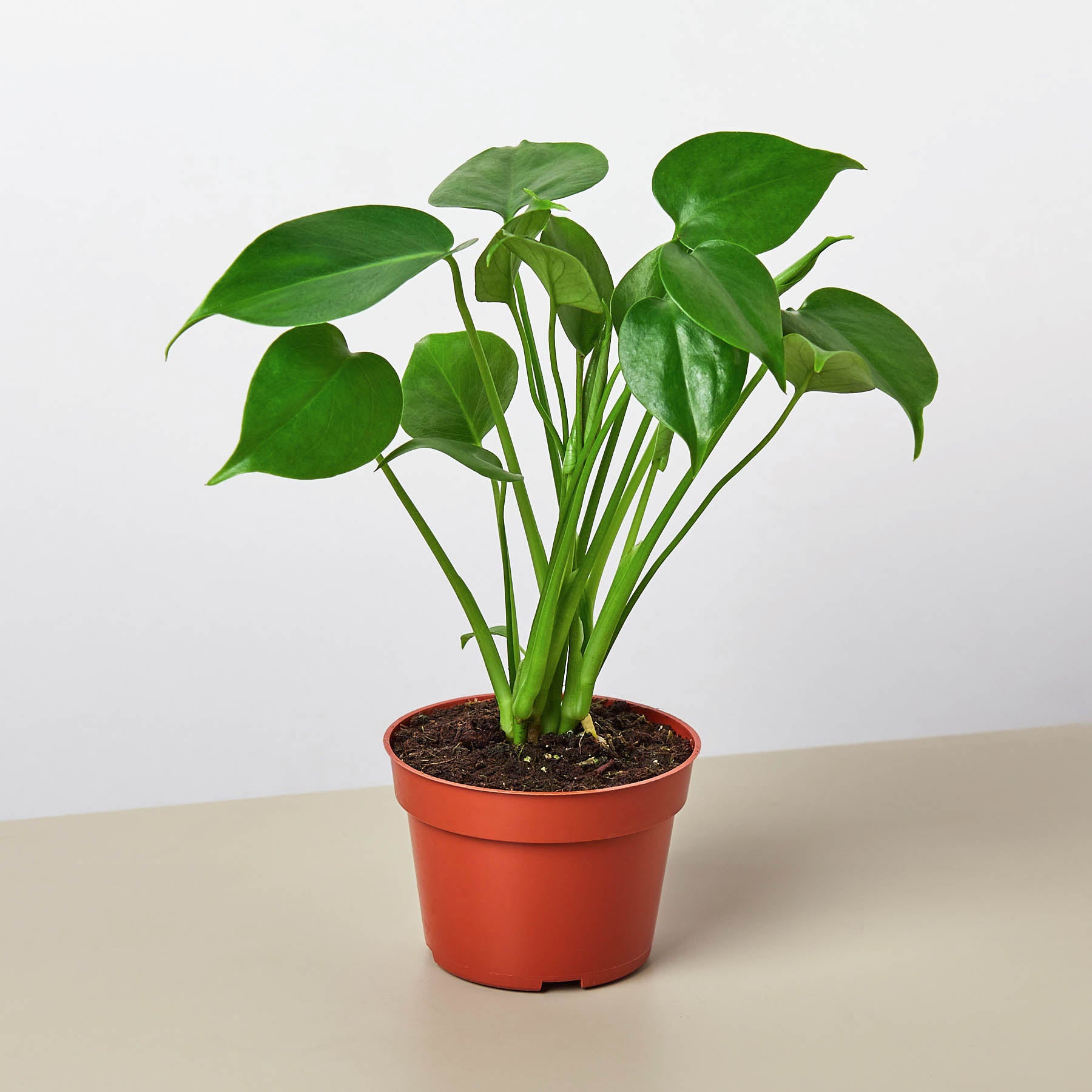 Split-Leaf Monstera Deliciosa Live Indoor Plant (Monstera deliciosa), Easy Care Climbing Statement Houseplant for Home and Office Decor