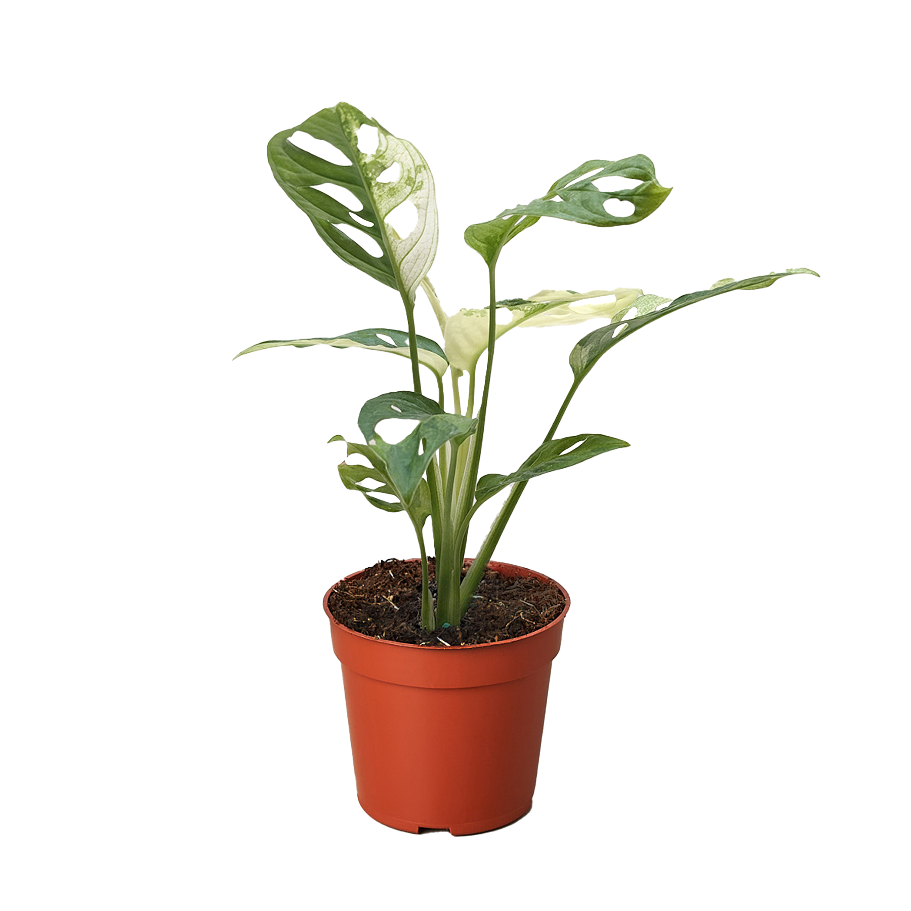 Variegated Monstera Adansonii (Monstera adansonii variegata)