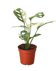 Variegated Monstera Adansonii (Monstera adansonii variegata)