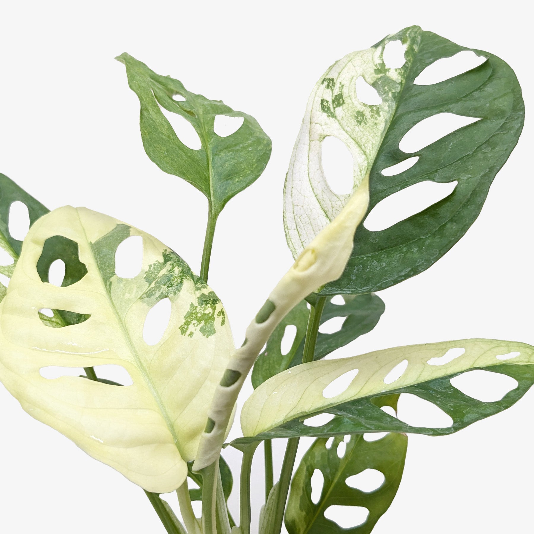 Variegated Monstera Adansonii (Monstera adansonii variegata)