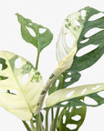 Variegated Monstera Adansonii (Monstera adansonii variegata)