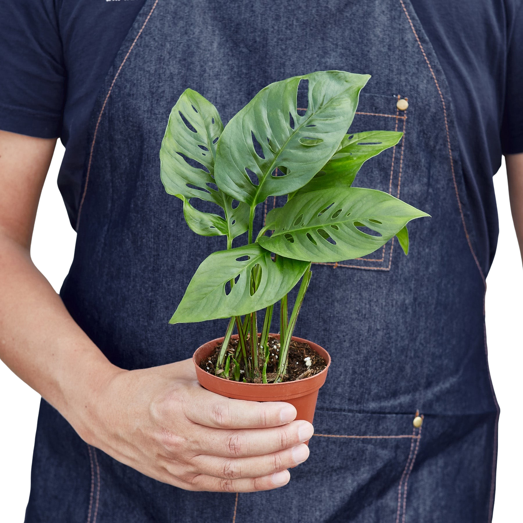 Swiss Cheese Plant Monstera Adansonii Live Indoor Plant (Monstera adansonii), Easy Care Climbing Trailing Houseplant for Home and Office Decor