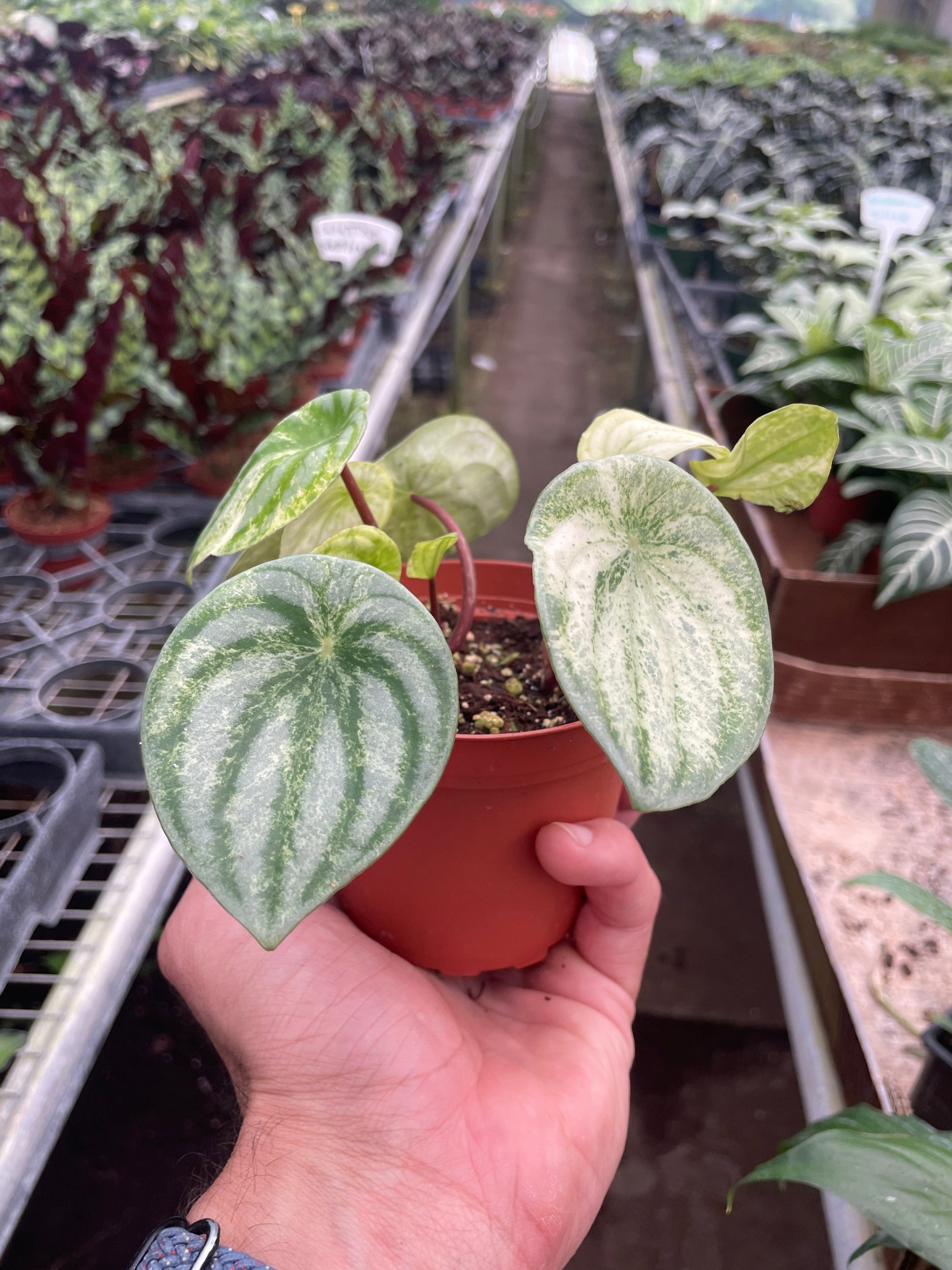 Variegated Watermelon Peperomia (Peperomia argyreia)