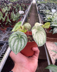 Variegated Watermelon Peperomia (Peperomia argyreia)