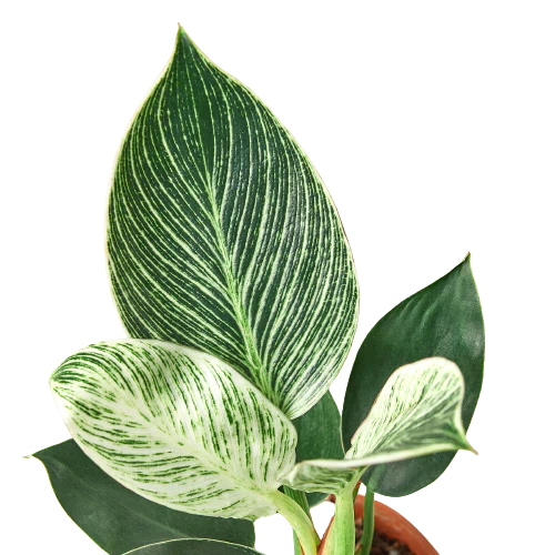 Philodendron 'Birkin' Live Indoor Plant (Philodendron), Easy Care Compact Foliage Houseplant for Home and Office Decor