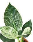 Philodendron 'Birkin' Live Indoor Plant (Philodendron), Easy Care Compact Foliage Houseplant for Home and Office Decor