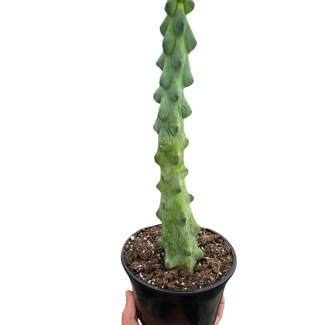 Boobie Cactus Live Indoor Plant (Myrtillocactus geometrizans), Easy Care Columnar Cactus Houseplant for Home and Office Decor