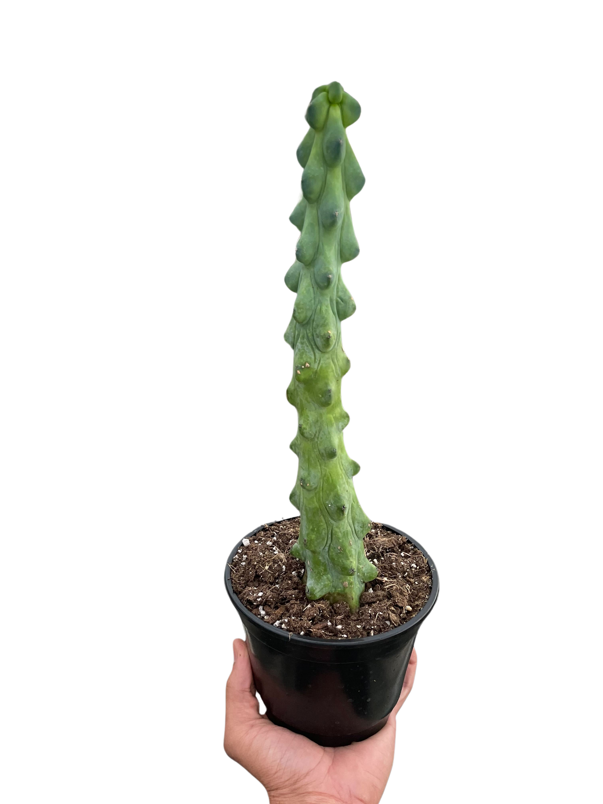 Boobie Cactus Live Indoor Plant (Myrtillocactus geometrizans), Easy Care Columnar Cactus Houseplant for Home and Office Decor