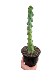 Boobie Cactus Live Indoor Plant (Myrtillocactus geometrizans), Easy Care Columnar Cactus Houseplant for Home and Office Decor