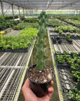 Boobie Cactus Live Indoor Plant (Myrtillocactus geometrizans), Easy Care Columnar Cactus Houseplant for Home and Office Decor