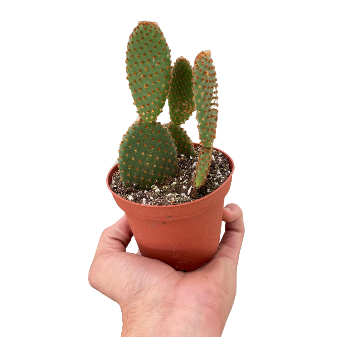 Bunny Ear Cactus Live Indoor Plant (Opuntia microdasys), Easy Care Succulent Houseplant for Home and Office Decor